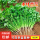 【隨種隨吃】調(diào)料菜種子組合春季四季易種耐熱陽臺盆栽通種蔬菜 小葉香菜種子1包約1000粒 一包約1000粒
