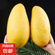 【肉厚芒】廣西金煌芒大青芒 9斤【單果400g+】