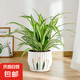 金邊吊蘭盆栽垂吊植物室內(nèi)辦公室桌面綠植吸甲醛凈化空氣 金邊吊蘭+郁金香瓷盆