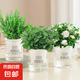 薄荷盆栽可食用大苗水培室內(nèi)驅蚊綠植迷迭香香草植物檸檬貓薄荷 中盆薄荷+迷迭香+梔子花（早安吸水盆）