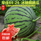 8424麒麟少籽西瓜種子無籽特大高產(chǎn)巨型甜王南方四季蔬菜水果種孑 8424西瓜種子/包約50粒 1包