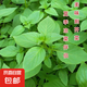 荊芥菜籽河南大葉荊芥種子菜種子蔬菜種子四季播荊菜農(nóng)家田園種籽 大葉荊芥種子 1包約1000粒