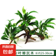 【京東物流】水草套餐 好養(yǎng)耐活真水草植物綠菊大葉綠九冠魚(yú)缸 三頭丹麥榕沉木