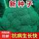 【新種速發(fā)】西蘭花種籽花椰菜高產(chǎn)正品耐寒青花菜籽蔬菜種子大全 西蘭花種子 1包約300粒