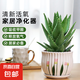 蘆薈不夜城小盆栽室桌面內(nèi)辦公室植物仙人掌多肉四季好養(yǎng) 精選蘆薈20-30cm【郁金香瓷盆】