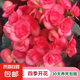 麗格海棠重瓣大花盆栽紅玫瑰室內(nèi)客廳陽臺(tái)四季開凈化空氣好養(yǎng)花卉 【開花爆盆】玫紅色 麗格海棠帶花苞 不含盆