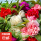 小鎮(zhèn)有花鳳花仙花籽染指甲草花太陽花百日草格?；ǚN子綠植花卉 鳳仙花種子混色5克 1 袋（試種）