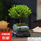 小葉赤楠盆景植物辦公花卉基地直銷批發(fā)綠植盆栽室內擺件花卉綠植 赤楠+方形山水盆+苔蘚+底座