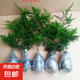 文竹苗綠植盆景四季常青包活好養(yǎng)發(fā)財(cái)樹(shù)綠蘿室內(nèi)外綠植花卉盆栽 小文竹【15-20高】2份 含盆