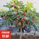 無花果樹苗果樹苗木波姬紅盆栽地栽南方北方種植果樹苗當(dāng)年結(jié)果 波姬紅2cm粗【當(dāng)年結(jié)果】99%喜歡