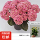 長(zhǎng)壽花盆栽重瓣金狐貍大花帶花苞花苗 四季開(kāi)花耐旱好養(yǎng)花卉植物 【粉色】基地盆高約18cm 高約18-30cm