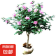 木槿花苗木槿樹苗庭院陽臺花園盆栽地栽綠化樹苗當(dāng)年開花 木槿樹苗2cm粗【當(dāng)年開花】