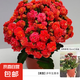 長壽花盆栽重瓣金狐貍大花帶花苞花苗 四季開花耐旱好養(yǎng)花卉植物 【紅色】基地盆高約18cm 高約18-30cm