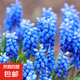 10顆葡萄風(fēng)信子進口種球土培水培植物盆栽室內(nèi)室外耐寒花卉多年生 卡羅拉 葡萄風(fēng)信子種球 10顆 3-4cm