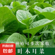 木耳菜種子厚肉大葉落葵籽豆腐菜陽臺四季盆栽抗病高產(chǎn)蔬菜菜 大葉木耳菜種子 1包約120粒