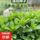 食用薄荷種子四季可播香檸檬薄荷多年生陽臺盆栽驅(qū)蚊種子播種園藝 薄荷種子 3包【900?！? title=