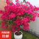 三角梅盆栽花苗綠植物重瓣庭院陽臺爬藤攀援植物花卉樹苗盆景 三角梅15大苗【花開富貴】