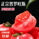 山東真普羅旺斯西紅柿自然熟口感西紅柿 正宗普羅旺斯 1斤 凈重