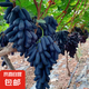 葡萄樹苗夏黑藍寶石陽光玫瑰巨峰葡萄南北方種植庭院盆地栽果樹苗 藍寶石6年苗【當年結(jié)果】