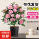 茶花盆栽香妃山茶花樹苗四季開花卉帶花苞五色赤丹室內(nèi)陽臺綠植物 香妃茶花（約40-50cm高）原土發(fā)貨