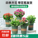 長(zhǎng)壽花盆栽重瓣金狐貍大花帶花苞花苗四季室內(nèi)開(kāi)花好養(yǎng)的花卉植物 【超值特惠】紅+黃+紫+粉+橙（帶花苞四季開(kāi)花） 不含盆