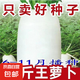 【今年新種】九斤王蘿卜種子高產(chǎn)特大白蘿卜籽春不老蘿卜四季蔬菜 九斤王蘿卜種子 1包約300粒