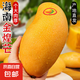 金煌芒新鮮水果 金煌芒果應當季生鮮 帶箱5斤200g+多倉發(fā)貨
