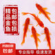 金魚活魚苗冷水紅草金觀賞魚小型淡水好養(yǎng)活魚養(yǎng)殖生態(tài)小魚缸泰獅 【4-7CM】紅草金隨機3條