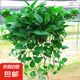 長藤綠蘿垂吊綠植室內(nèi)吊蘭吸甲醛凈化空氣綠植盆栽稀有綠蘿盆栽 【盆口直徑32厘米】長藤紅盆綠蘿1盆送肥料