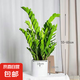 【金錢樹】盆栽客廳室內植物錢串子大型發(fā)財綠植喬遷開業(yè)送盆花卉 6-9株 60-70cm+圓柱樹脂花盆 送肥料