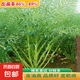 【金油999】油菜籽高產(chǎn)出油王油質(zhì)純矮桿早熟黑籽抗寒耐旱 金油999油菜種子 1罐約100克