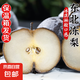 東北凍梨 正宗特產(chǎn)凍梨大黑梨 凈重5斤 大果230g起