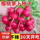 四季播種櫻桃蘿卜種子蔬菜種子農(nóng)家陽臺田園盆栽地栽水果蘿卜種子 櫻桃蘿卜種子【1包約400粒】 原廠封裝