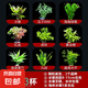 【京東物流】水草套餐 好養(yǎng)耐活真水草植物綠菊大葉綠九冠魚缸 隨機三杯升級吸盤杯（強烈推薦）