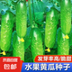 水果黃瓜新種上市生吃四季水果種籽蔬菜種子新品種陽臺種植 脆甜水果黃瓜種子新種約50粒1包