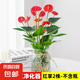 水培植物粉掌盆栽水養(yǎng)紅掌鮮花綠植辦公室內(nèi)面好養(yǎng)活四季開花 紅掌2株（不含盆）