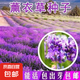 薰衣草種子狹葉普羅旺斯花種四季種庭院香草陽臺花籽盆栽種孑 薰衣草種子/包約500粒 3包