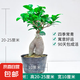 金錢(qián)榕樹(shù)盆景室內(nèi)外大型綠植盆栽老樁S型小葉人參榕包成活常青 小號(hào)榕樹(shù)（25cm高）