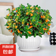 金魚吊蘭盆栽帶花苞大盆金魚花四季室內(nèi)客廳常青綠植物好養(yǎng)活花卉 精品金魚吊蘭大苗【豎紋瓷盆】