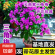 好養(yǎng)易活三角梅花樹(shù)苗盆栽花卉老樁特大苗云南紫室內(nèi)陽(yáng)臺(tái)高端爬藤 【帶花發(fā)貨】云南紫三角梅【原盆原土】