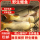 微山湖野生鯉魚四鼻鯉魚新鮮活魚現(xiàn)殺凈膛漁民捕撈 微山湖野生鯉魚 3斤/條(宰殺好15-20%損耗)