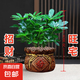【八方來財】發(fā)財樹鴨腳木盆栽四季常青桌面防輻射花卉盆景 八方來財20厘米4顆【發(fā)陶瓷盆】 送肥料