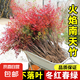 火焰南天竹盆栽客廳樹苗植物盆景室外庭院真樹老樁竹子苗花卉綠植 南天竹/小苗高30-40cm*10棵