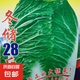 正品原裝冬儲28斤大白菜種子東北冬儲大白菜腌菜白菜種子黃白心 冬儲28斤大白菜種子15克3包