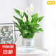水培白掌一帆風(fēng)順盆栽帶花室內(nèi)客廳植物四季常青好養(yǎng)活新家綠植 A級白掌+早安吸水盆