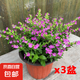 滿天星盆栽室內(nèi)陽(yáng)臺(tái)庭院好養(yǎng)花卉植物盆栽四季開(kāi)花不斷帶花苞發(fā)貨 大葉-滿天星【3盆】原盆原土