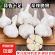 紫白皮蒜即食水果大蒜今年新鮮干蒜生鮮調(diào)料蒜瓣 大蒜凈重 4.7斤