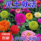 多年矮生百日草花種子庭院四季易種室外陽臺花籽子野花組合波斯菊 百日草混裝花種子 買三包送二包約1300粒