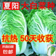 夏陽大白菜種子夏季抗熱耐高溫早熟50天結球白菜籽農家蔬菜種孑 早熟夏陽抗熱大白菜種子 1包約1000粒