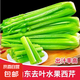 【瘦身減脂】山東大西芹水果西芹去葉新鮮蔬菜新鮮榨汁 帶箱：5斤